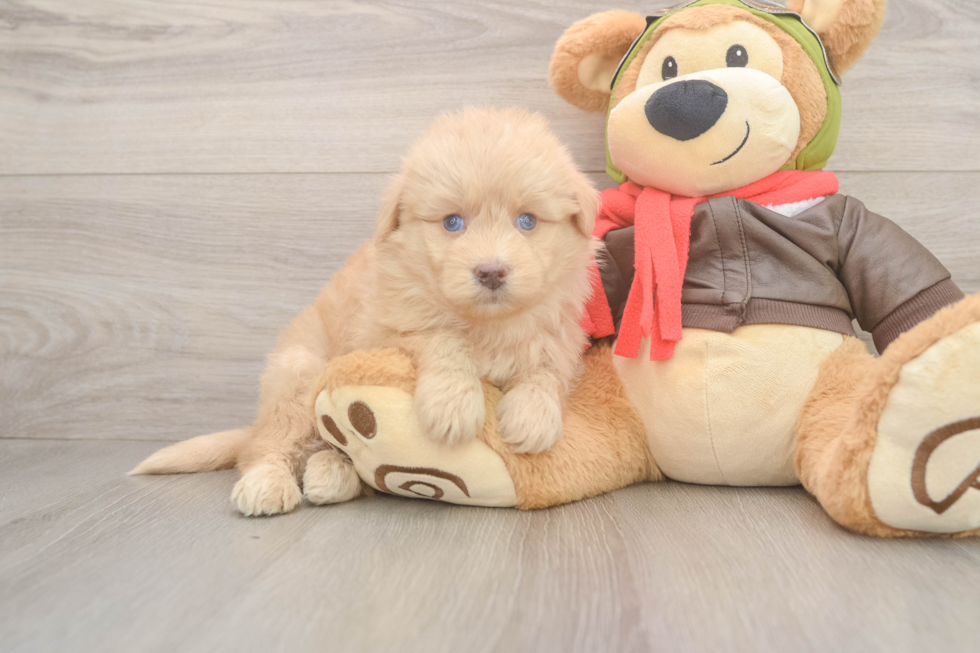Cute Mini Pomskydoodle Baby