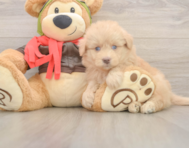 5 week old Mini Pomskydoodle Puppy For Sale - Lone Star Pups