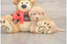Sweet Mini Pomskydoodle Baby