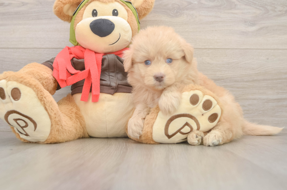 5 week old Mini Pomskydoodle Puppy For Sale - Lone Star Pups