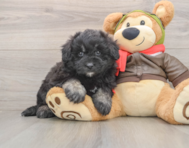 5 week old Mini Pomskydoodle Puppy For Sale - Lone Star Pups