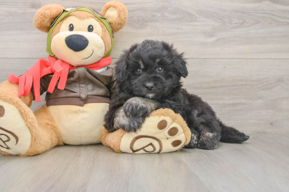 Best Mini Pomskydoodle Baby