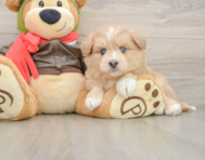 5 week old Mini Pomskydoodle Puppy For Sale - Lone Star Pups