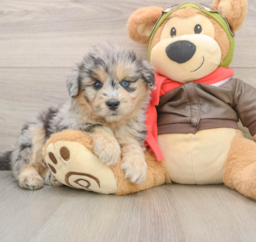 6 week old Mini Pomskydoodle Puppy For Sale - Lone Star Pups