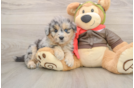 Mini Pomskydoodle Puppy for Adoption