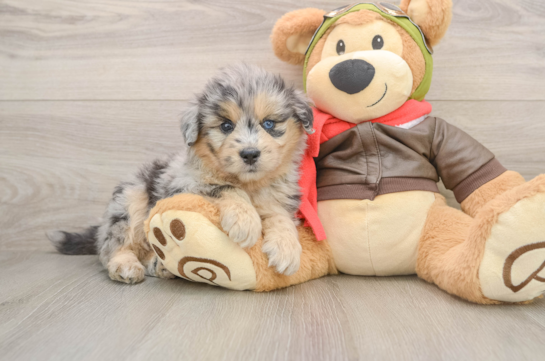Mini Pomskydoodle Puppy for Adoption