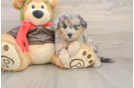 Funny Mini Pomskydoodle Poodle Mix Pup