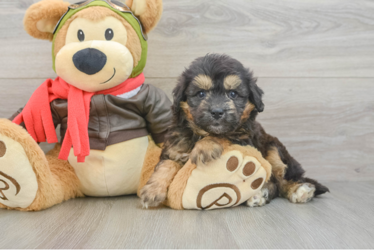 Mini Pomskydoodle Puppy for Adoption