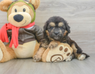 5 week old Mini Pomskydoodle Puppy For Sale - Lone Star Pups