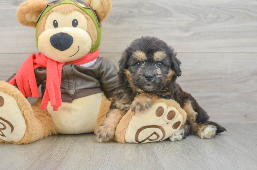 5 week old Mini Pomskydoodle Puppy For Sale - Lone Star Pups