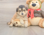 5 week old Mini Pomskydoodle Puppy For Sale - Lone Star Pups