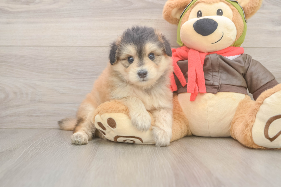 Mini Pomskydoodle Puppy for Adoption