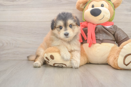 Mini Pomskydoodle Puppy for Adoption