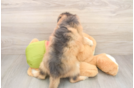 Energetic Mini Pomskydoodle Poodle Mix Puppy
