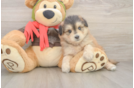 Mini Pomskydoodle Pup Being Cute