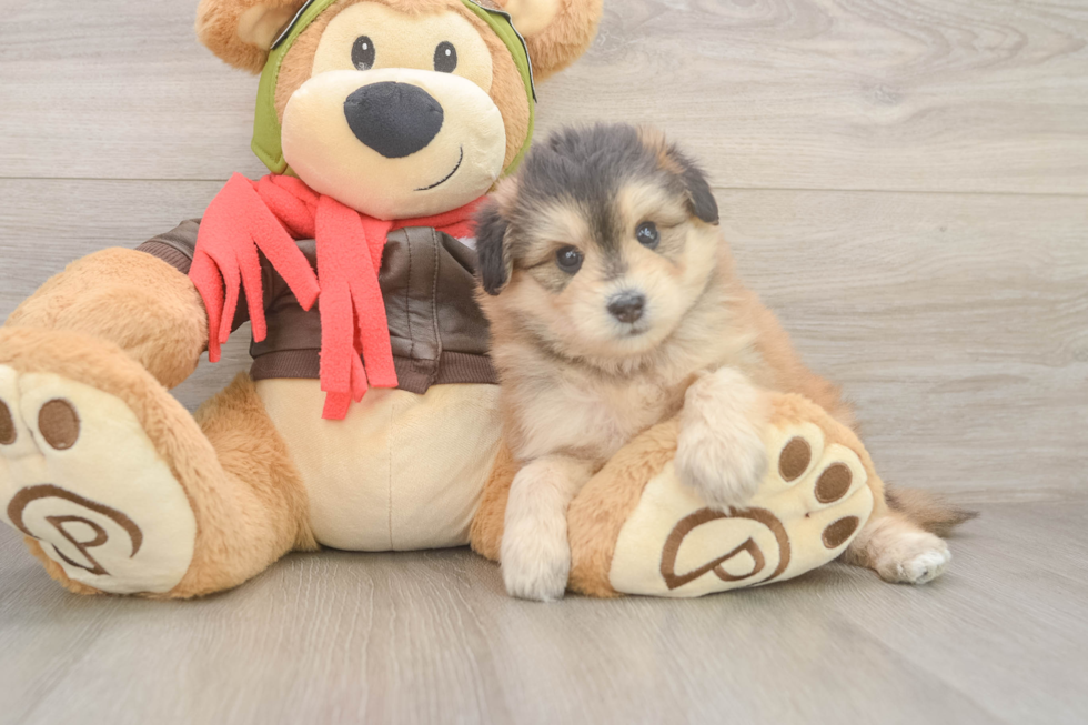 Mini Pomskydoodle Pup Being Cute