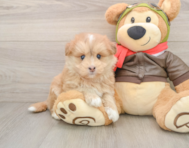 5 week old Mini Pomskydoodle Puppy For Sale - Lone Star Pups