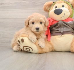 6 week old Mini Pomskydoodle Puppy For Sale - Lone Star Pups