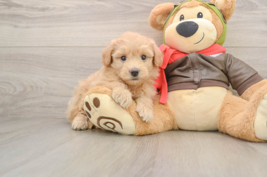 Playful Pomsky Doodle Poodle Mix Puppy