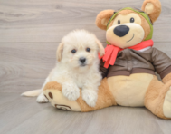 5 week old Mini Pomskydoodle Puppy For Sale - Lone Star Pups