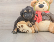 8 week old Mini Pomskydoodle Puppy For Sale - Lone Star Pups