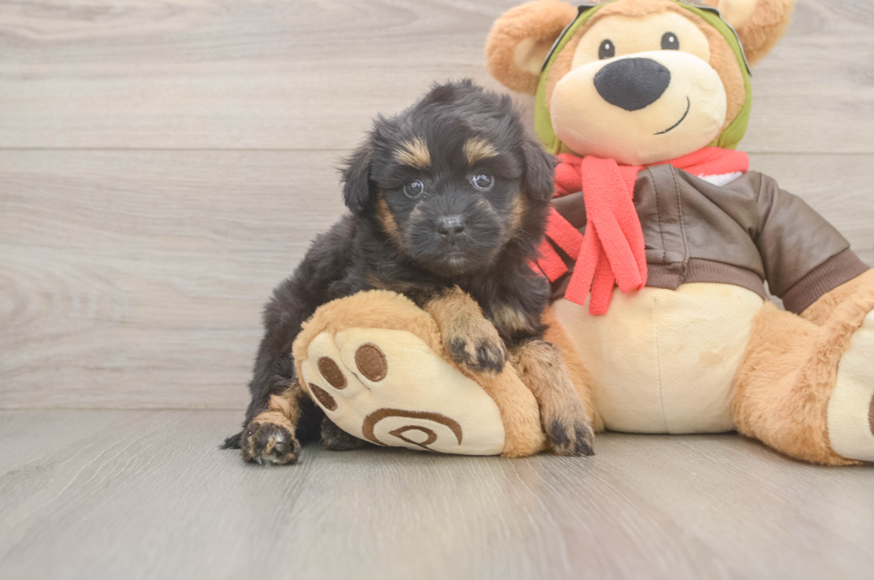 5 week old Mini Pomskydoodle Puppy For Sale - Lone Star Pups