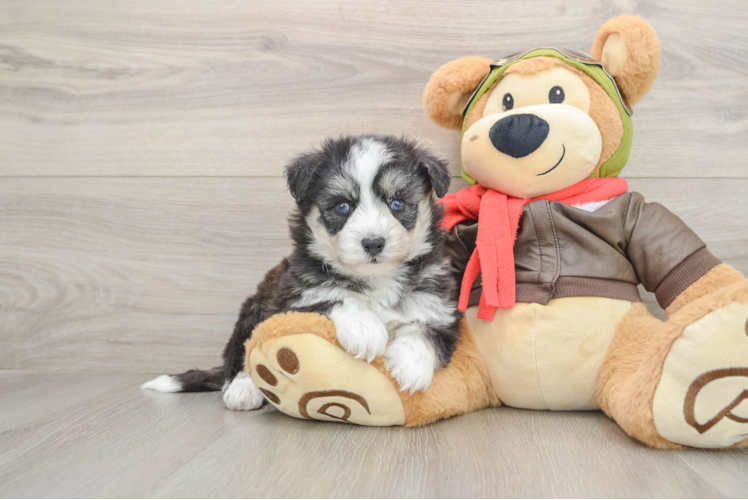 Mini Pomskydoodle Puppy for Adoption