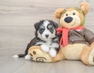 5 week old Mini Pomskydoodle Puppy For Sale - Lone Star Pups