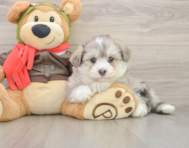 6 week old Mini Pomskydoodle Puppy For Sale - Lone Star Pups