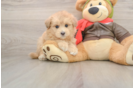 Smart Mini Pomskydoodle Poodle Mix Pup