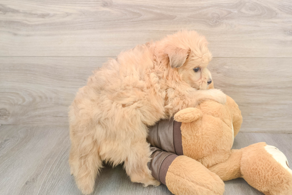 Playful Pomsky Doodle Poodle Mix Puppy