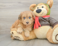 8 week old Mini Pomskydoodle Puppy For Sale - Lone Star Pups