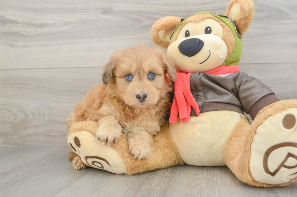 5 week old Mini Pomskydoodle Puppy For Sale - Lone Star Pups