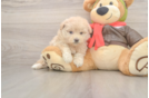 Mini Pomskydoodle Pup Being Cute