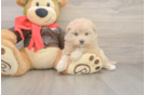 Sweet Mini Pomskydoodle Baby