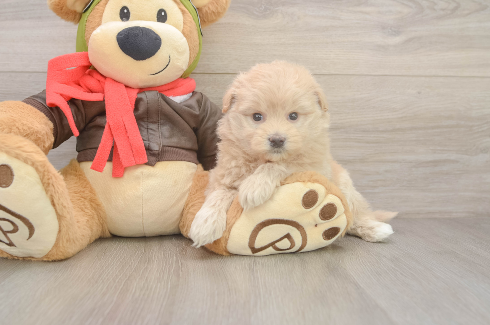 5 week old Mini Pomskydoodle Puppy For Sale - Lone Star Pups