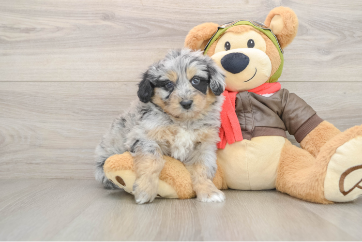 Mini Pomskydoodle Puppy for Adoption