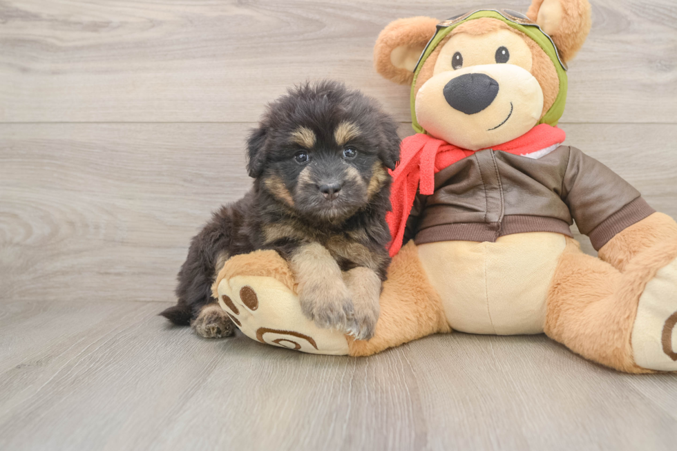 Fluffy Mini Pomskydoodle Poodle Mix Pup