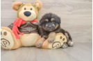 Mini Pomskydoodle Puppy for Adoption