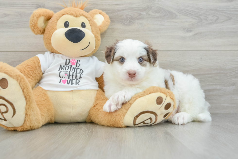 Little Mini Pomskydoodle Poodle Mix Puppy