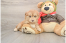 Best Mini Pomskydoodle Baby