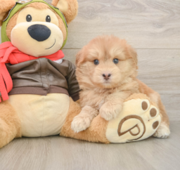 5 week old Mini Pomskydoodle Puppy For Sale - Lone Star Pups
