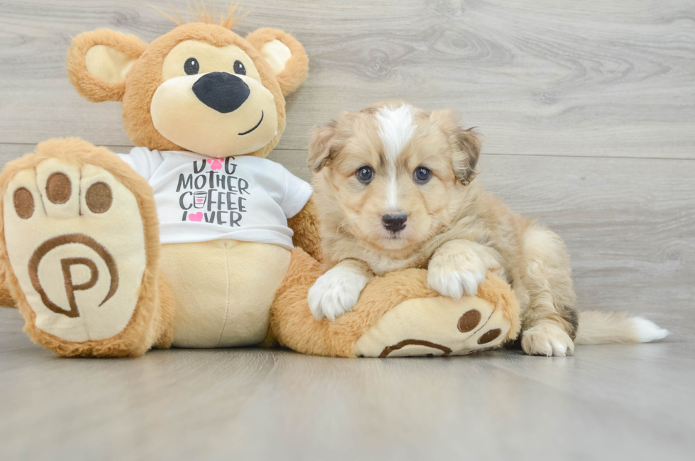 7 week old Mini Pomskydoodle Puppy For Sale - Lone Star Pups