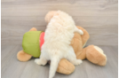 Smart Mini Pomskydoodle Poodle Mix Pup