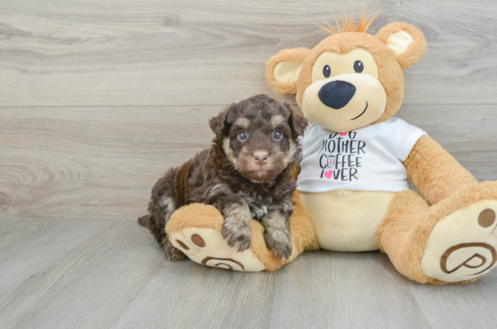 7 week old Mini Pomskydoodle Puppy For Sale - Lone Star Pups