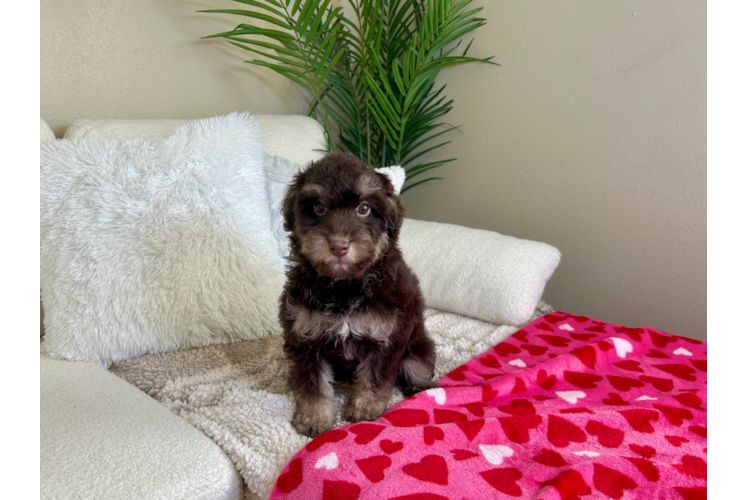 Funny Mini Pomskydoodle Poodle Mix Pup