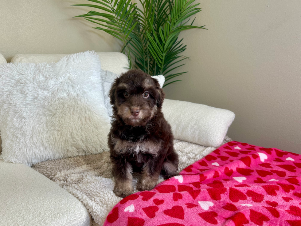 Funny Mini Pomskydoodle Poodle Mix Pup