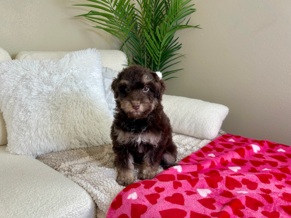Playful Mini Pomskydoodle Poodle Mix Puppy