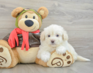 7 week old Mini Pomskydoodle Puppy For Sale - Lone Star Pups