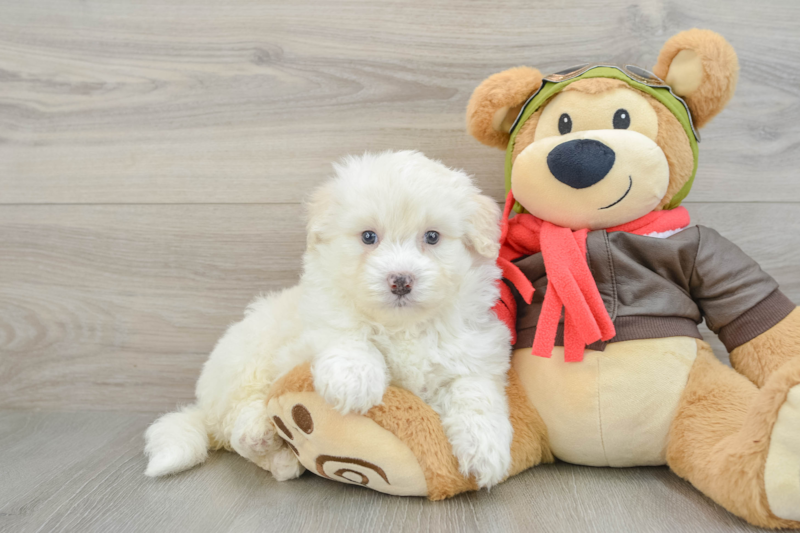 Meet Smith - our Mini Pomskydoodle Puppy Photo 1/3 - Lone Star Pups